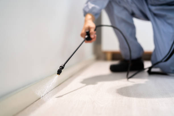 Licensed Termite Control service in Fallbrook, CA - Nex Pest Control