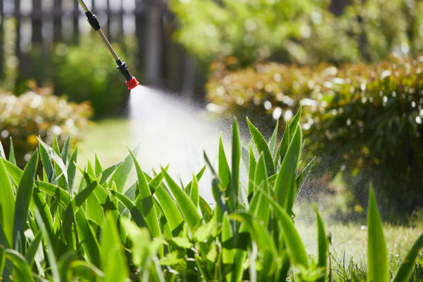 24/7 Emergency Termite Control experts in Fallbrook, CA